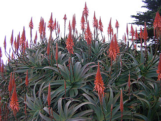 aloe arborescens plants