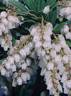 pieris bells temple plant